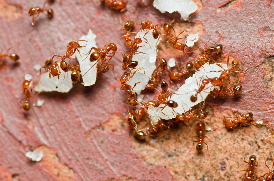 250-million-fire-ant-eradication-program-a-failure-as-pest-spreads